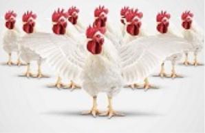 Al-Watania Poultry increases its production to more than 300 million chickens per year (2014-May-29)